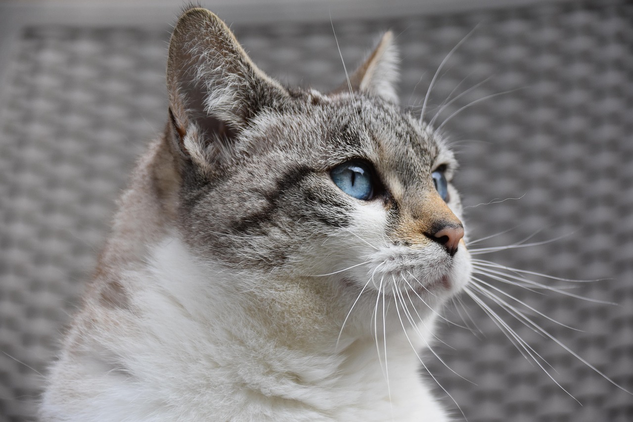European shorthair cat